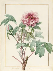 Paeonia moutan